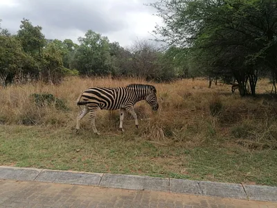 Vacant Land For Sale in Modimolle - unSg.webp