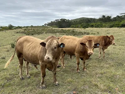 Farm For Sale in Mossel Bay - VvPS.webp