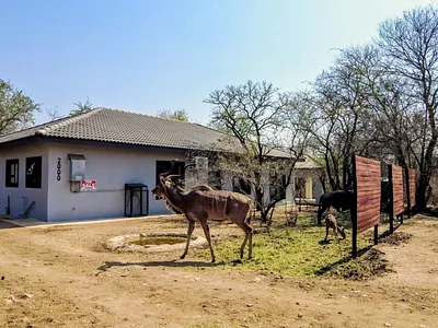 3 Bedroom House For Sale in Marloth Park - dZGa.webp