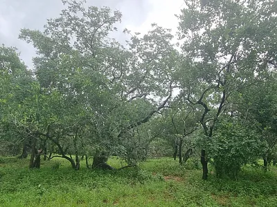 Vacant Land For Sale in Marloth Park - dBWX.webp