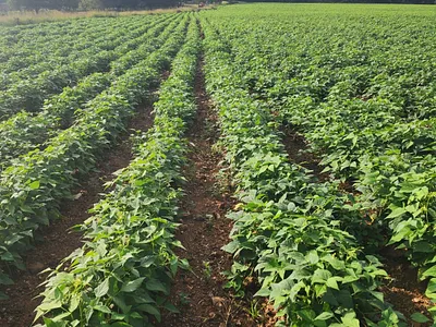 Farm For Sale in Krugersdorp - Tu0c.webp