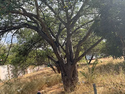 House For Sale in Polokwane - Zd8U.webp