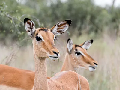 Vacant Land For Sale in Vaal Marina - b3mx.webp