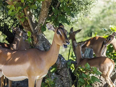 4 Bedroom Townhouse For Sale in Hillcrest - zRZj.webp