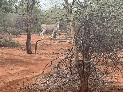 Farm For Sale in Alldays - U0fY.webp