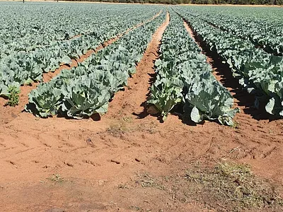 Farm For Sale in Modimolle - ngo0.webp