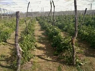 Farm For Sale in Groblerdal Rural, Groblersdal - cOUH.webp