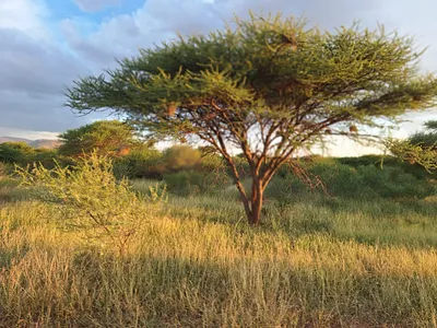 Farm For Sale in Mokopane - xPj9.webp