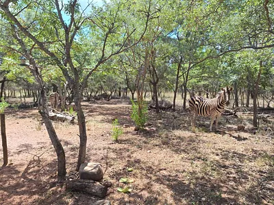 Vacant Land For Sale in Modimolle - img