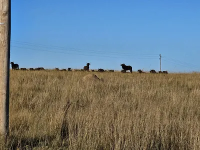 Vacant Land For Sale in Witbank - i5FV.webp