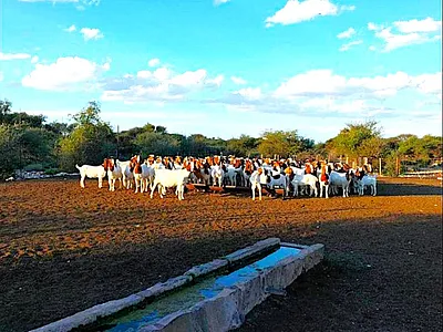 Farm For Sale in Douglas - Hnbx.webp