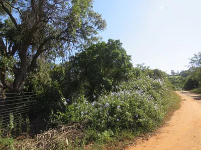 Vacant Land For Sale in Bathurst - AvDS.webp