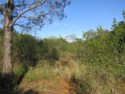Vacant Land For Sale in Bathurst - DpTO.webp