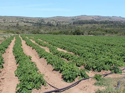 Farm For Sale in Bathurst Rural, Bathurst - AXRR.webp