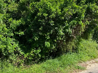 Vacant Land For Sale in Kleinemonde - KSzk.webp