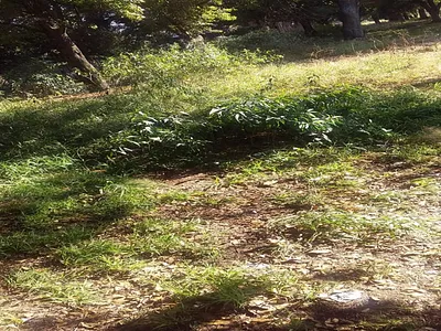 Vacant Land For Sale in Koppies - apuN.webp