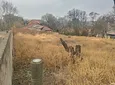 Carousel Indicator - Sohw.webp