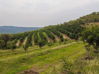 Farm For Sale in Hazyview - bsYY.webp