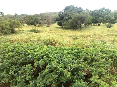 Vacant Land For Sale in Zinkwazi Beach - cToQ.webp