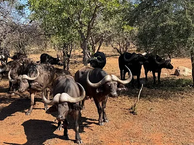 Farm For Sale in Mopane, Musina - GvLY.webp