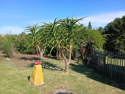 Vacant Land For Sale in Jeffreys Bay - UM71.webp