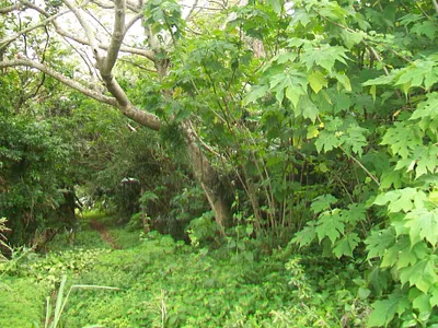 Vacant Land For Sale in Port Edward - WEey.webp