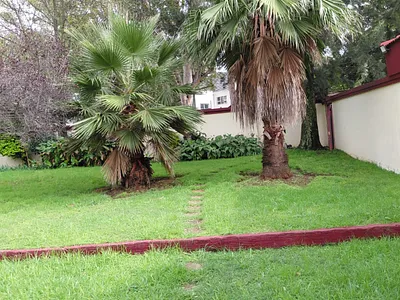 5 Bedroom House To Rent in Sandton - DMef.webp