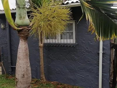 1 Bedroom Apartment To Rent in Durban - 8aAf.webp