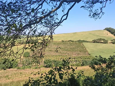 Farm For Sale in Stanger - 9vK4.webp