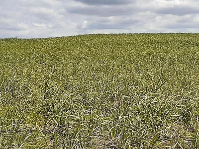 Farm For Sale in Tongaat - ZwXQ.webp
