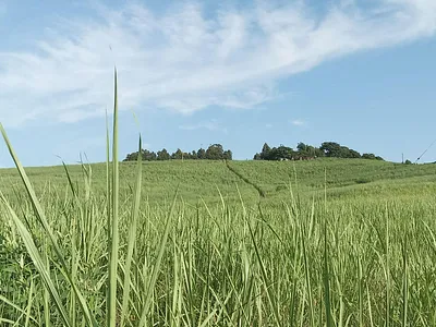 Farm For Sale in Tongaat - hgDN.webp