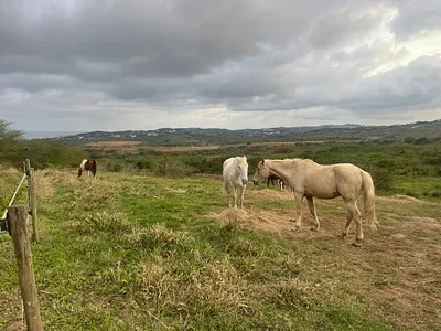 Farm For Sale in Ballito - WaA3.webp