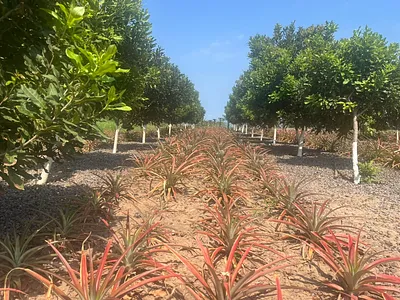 Vacant Land For Sale in Ballito - daJo.webp