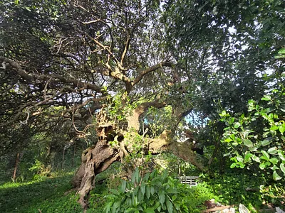 Vacant Land For Sale in Cintsa - lu5T.webp
