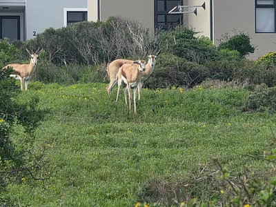 Vacant Land For Sale in Saldanha - CNbK.webp