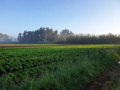 Farm For Sale in Wonderboom - WyOO.webp
