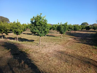 Farm For Sale in Wonderboom - ZReJ.webp