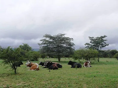 Farm For Sale in Mokopane - djxF.webp