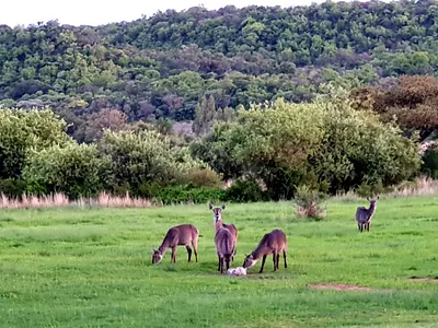 Vacant Land For Sale in Nylsoog Wind and  Eco Estate, Bela Bela - uHsX.webp