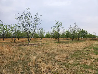 Farm For Sale in Bronkhorstspruit - OQdf.webp