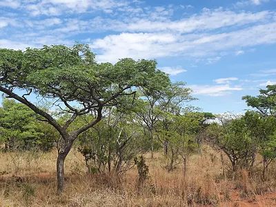 Vacant Land For Sale in Nylsoog Wind and  Eco Estate, Bela Bela - 2CeX.webp