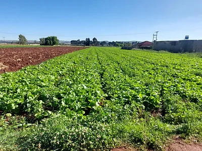 Farm For Sale in Johannesburg - Xcip.webp